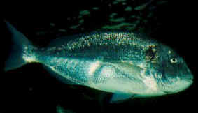 Gilthead bream