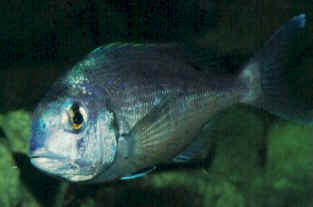 Black bream