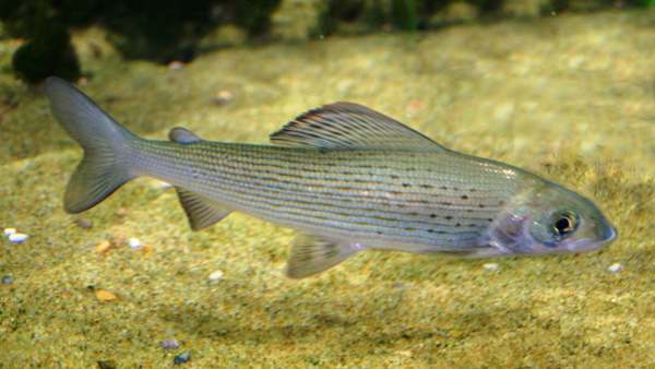 Grayling