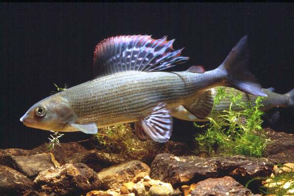Large Grayling, southern England
