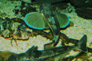 Tub gurnard