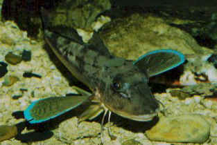 Tub gurnard