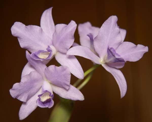 Cattleya bowringiana var. coerulea.