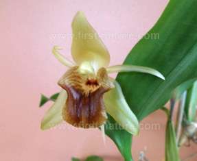 coelogyne triplicatula flower