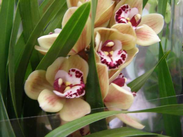 Cymbidium orchid