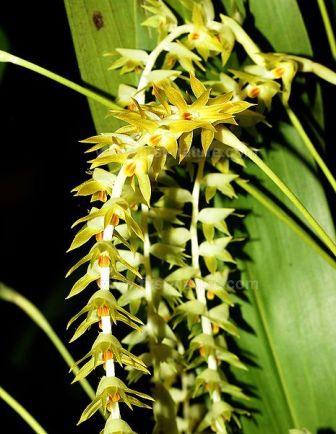 Dendrochilum_longifolium