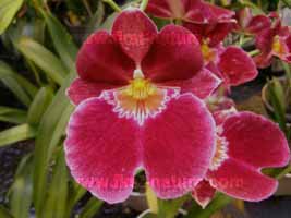 Miltonia orchid