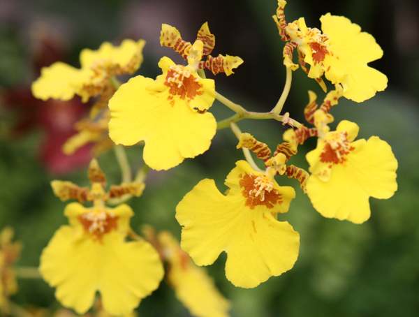 Oncidium orchid