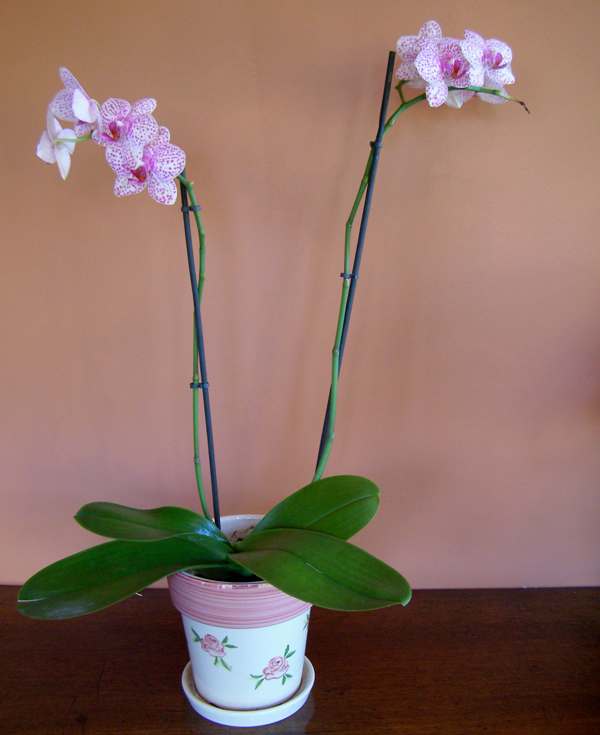 Phalaenopsis in a pot