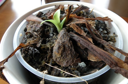 Stenoglottis longifolia - closeup of flower