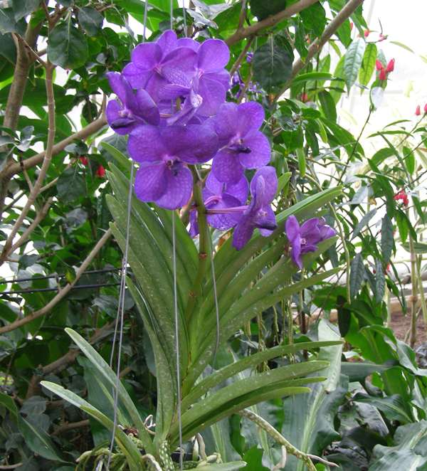 More vanda orchids