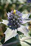 Eryngium maritimum - Sea Holly
