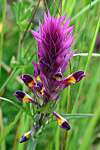 Melampyrum arvense - Field Cow-wheat