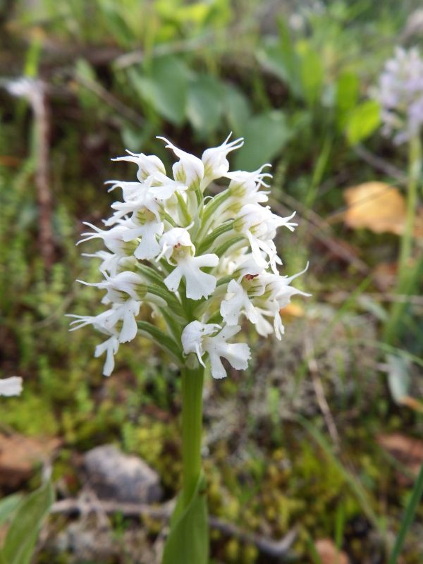 A white form of the Conical Orchid