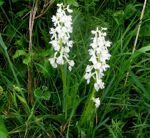 Orchis mascula var alba