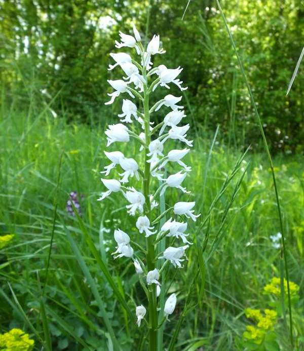 Orchis militaris var alba