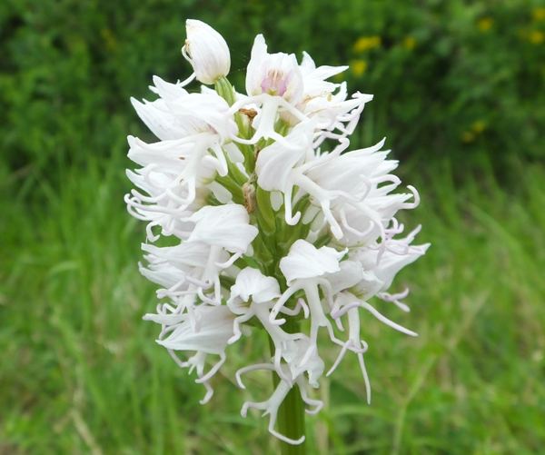 Orchis simia var alba