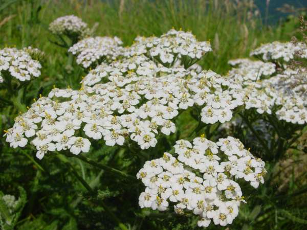 Yarrow on a roadside verge