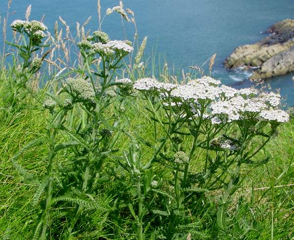 in dry coastal grassland