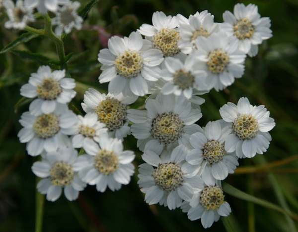 Achillea ptarmica, Sneezewort