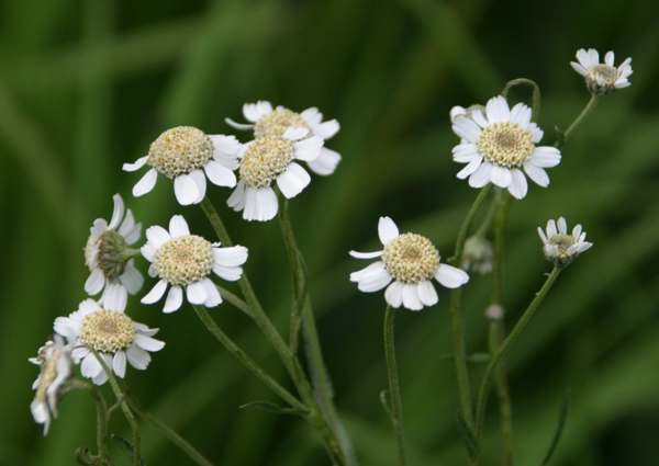 Achillea ptarmica, Sneezewort, side view