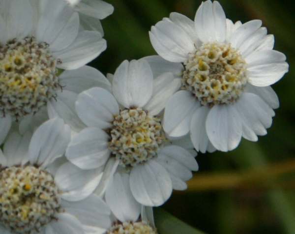 Achillea ptarmica, Sneezewort, closeuo of flowers
