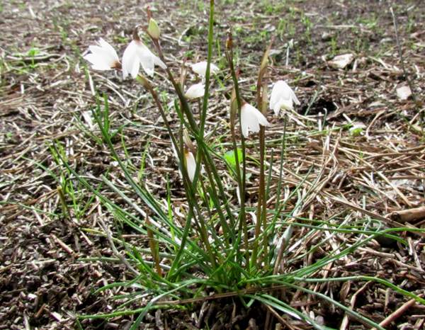 Autumn Snowflake flowering in the Algarve region of Portugal