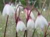Acis autumnalis, Autumn Snowflake