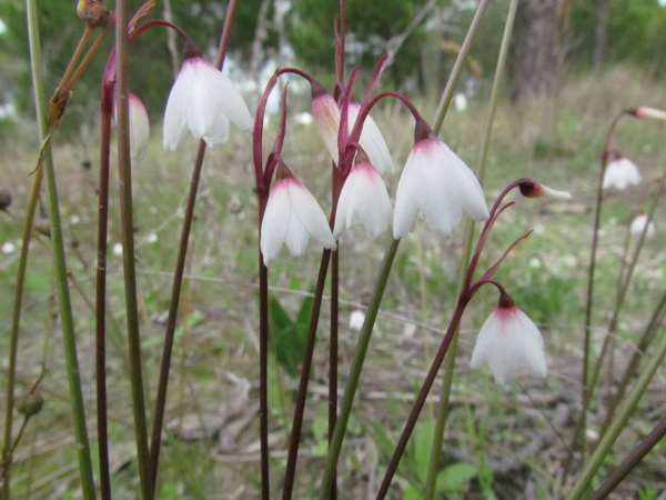 Closeup of flowers, Acis autumnalis