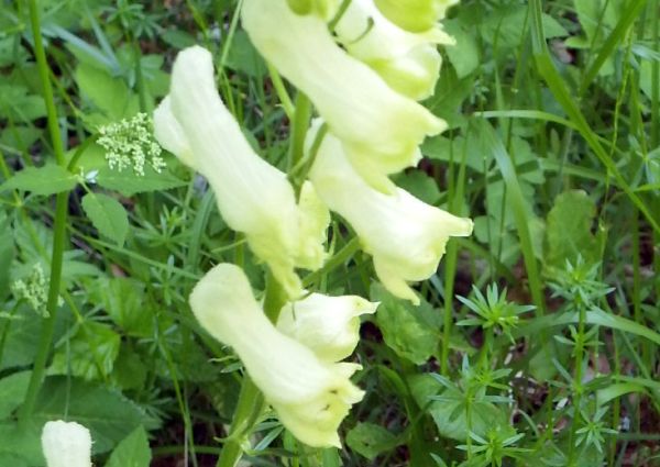 Wolfsbane, Slovenia