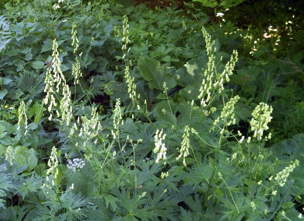 Wolfsbane, Aconitum vulparia