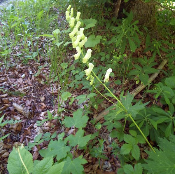 Closeup of Aconitum vulparia