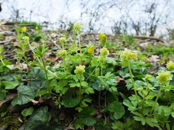 Adoxa moschatellina, Townhall Clock, at the National Botanic Garden of Wales