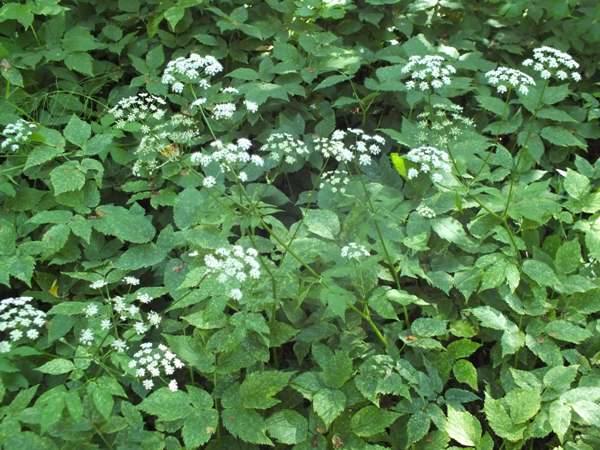 Aegopodium podagraria, Ground Elder