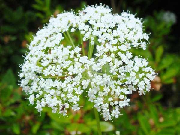 Umbel of flowers of Ground Elder, Aegopodium podagraria