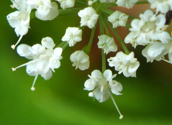 Closeup of flowers of Ground Elder, Aegopodium podagraria