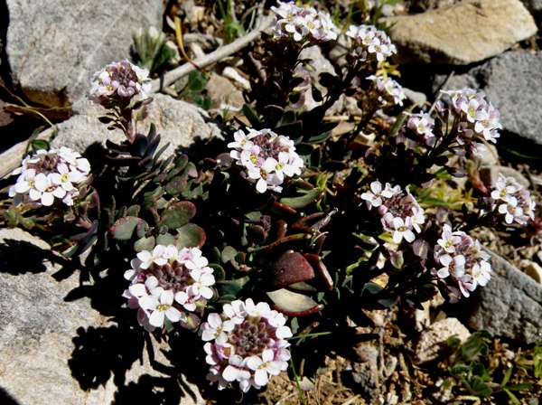 Aethionema saxatile, Burnt Candytuft