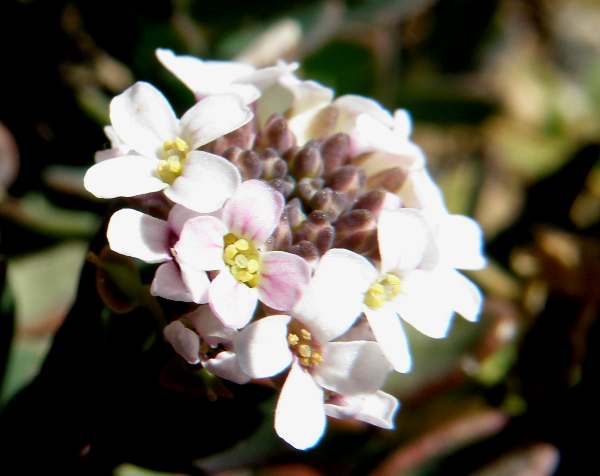 Aethionema saxatile, Burnt Candytuft