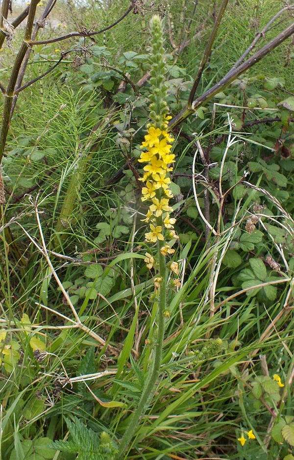 Agrimony, Agrimonia eupatoria