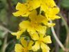 Agrimony, Agrimonia eupatoria