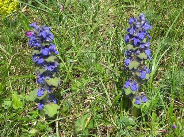 Ajuga genevensis, Blue Bugloss or Upright Bugloss