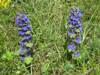 Ajuga genevensis, Blue Bugle
