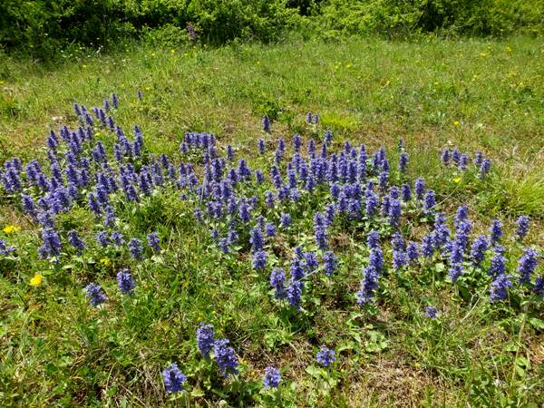Ajuga genevensis, Blue Bugloss or Upright Bugloss, southern France