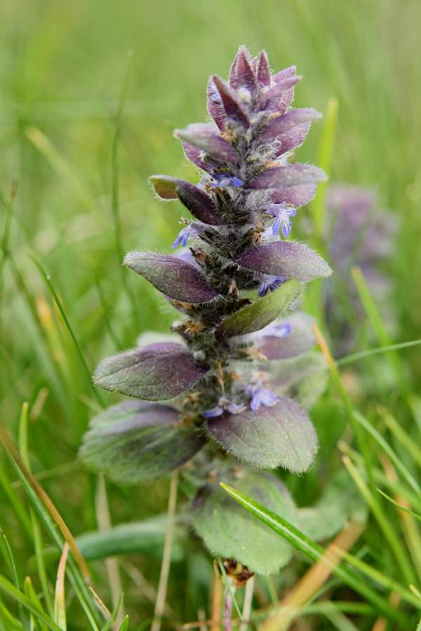Pyramidal Bugle, Ajuga pyramidalis