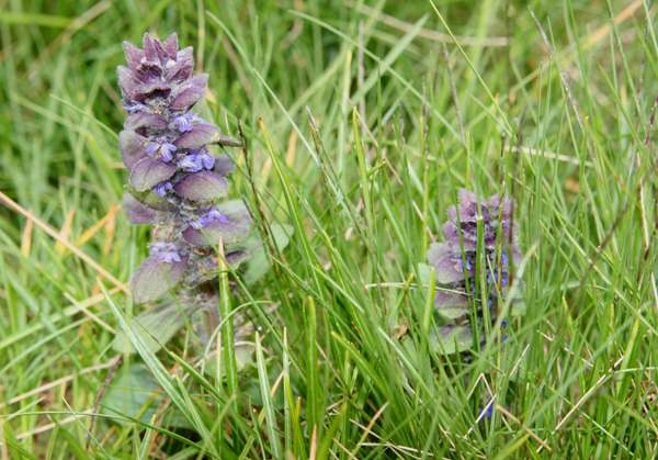 Pyramidal Bugle, Ajuga pyramidalis, closeup of leaf and flower