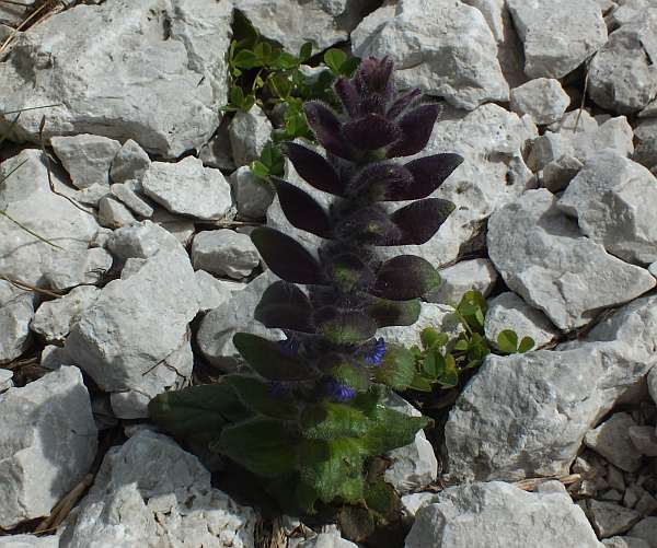 Pyramidal Bugle, Ajuga pyramidalis, growing in limestone scree