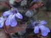 Ajuga reptans, Bugle