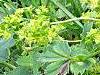 Alchemilla vulgaris, Lady's Mantle
