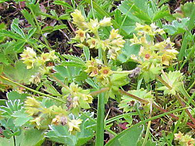 Alchemilla vulgaris, Lady's Mantle, closeup of flowers