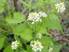 Alliaria petiolata, Jack-by-the-Hedge